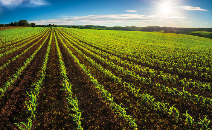 PRODUCCIÓN ECOLÓGICA Y SOSTENIBILIDAD EN EL SECTOR AGROALIMENTARIO