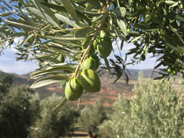 El olivar mediterráneo elimina más  CO2 que el emitido por España en un año