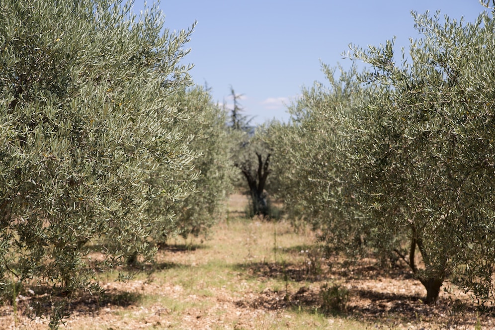 Crece la superficie de olivar ecológico, pero la producción de aceite se reduce más del 40% debido a la climatología