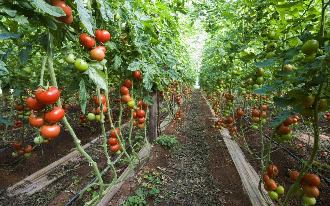 Hortalizas y Cítricos suman casi el 60% del valor de la producción vegetal ecológica en Andalucía