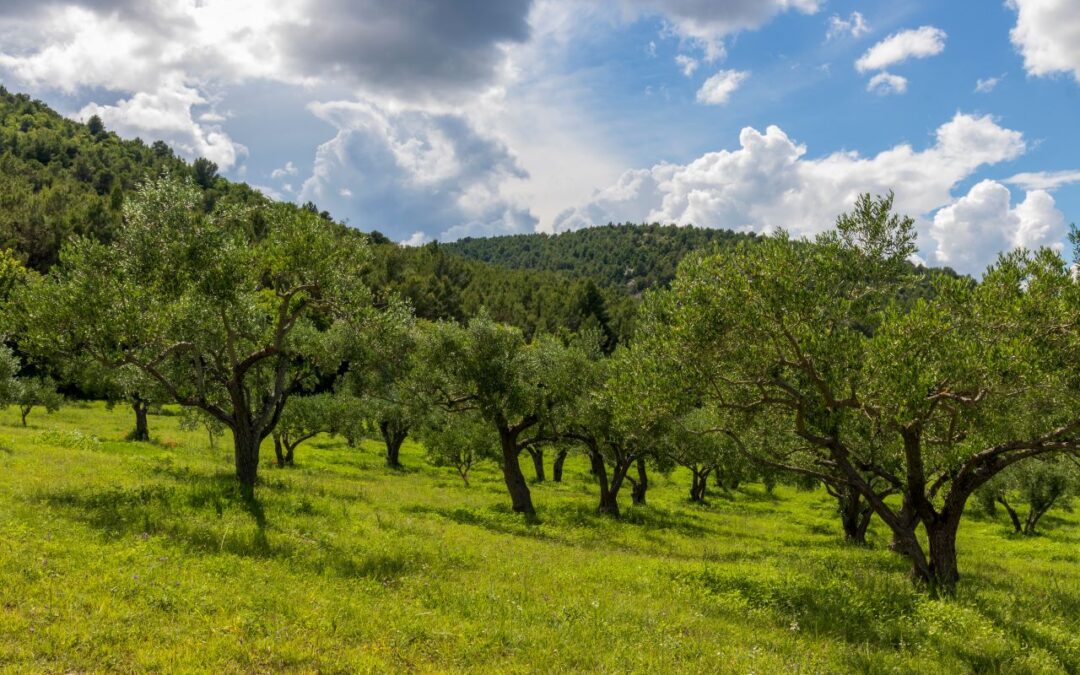 Una agricultura más sostenible, clave en la lucha contra el cambio climático