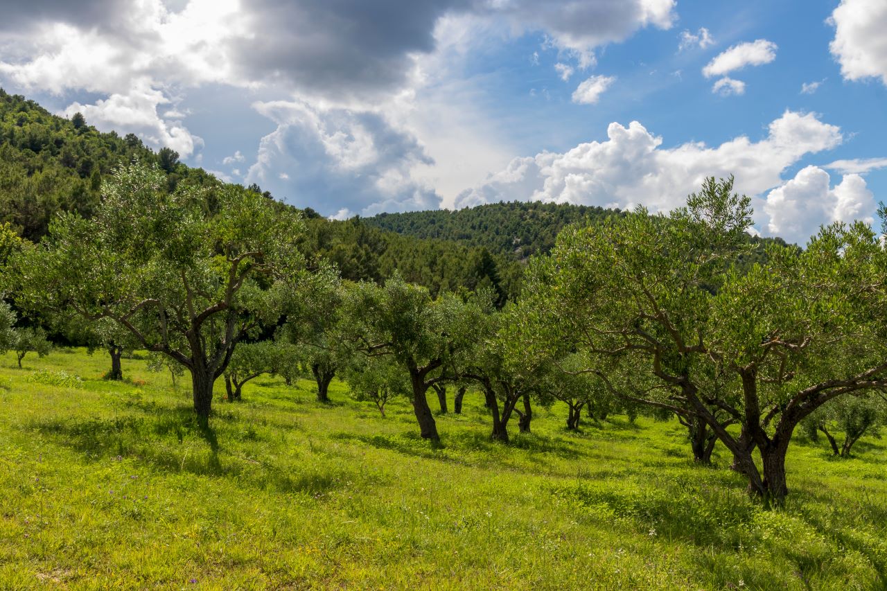 Una agricultura más sostenible, clave en la lucha contra el cambio climático