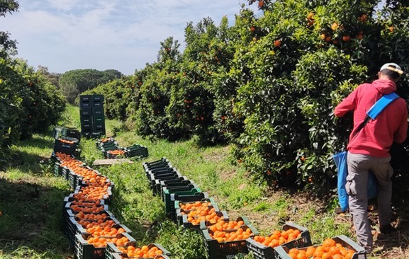 La producción ecológica, pilar para un mundo más sostenible