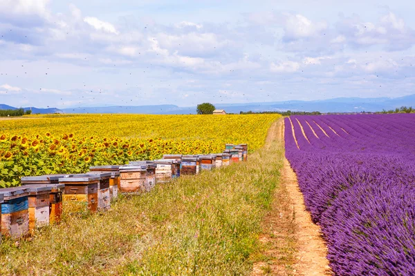 Marketing con alma: conectar con quienes buscan productos ecológicos y sostenibles